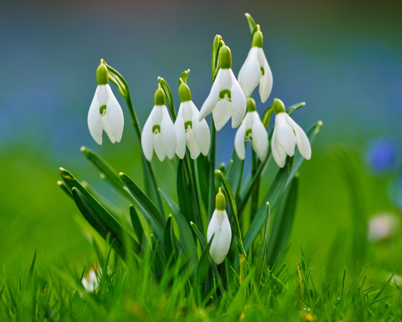 Красивые белые весенние подснежники в зеленой траве