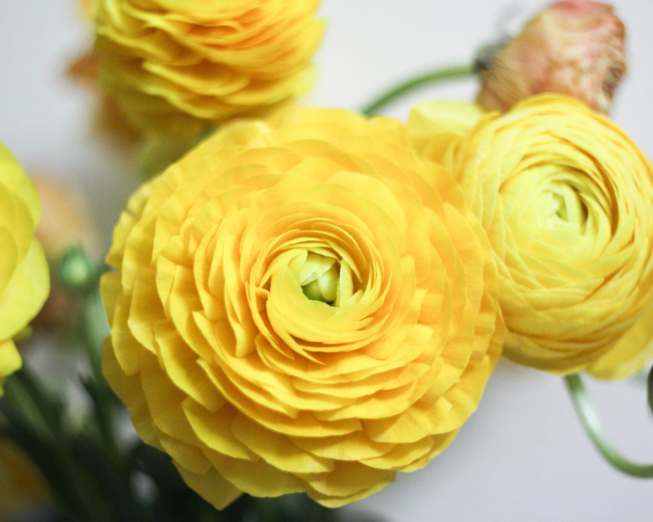 Красивые желтые цветы лютика крупным планом
