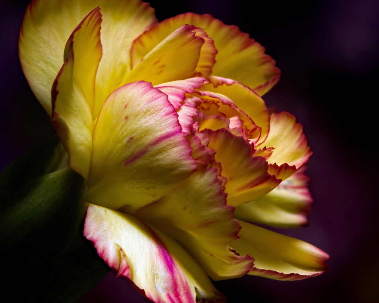 Красивая желтая гвоздика крупным планом