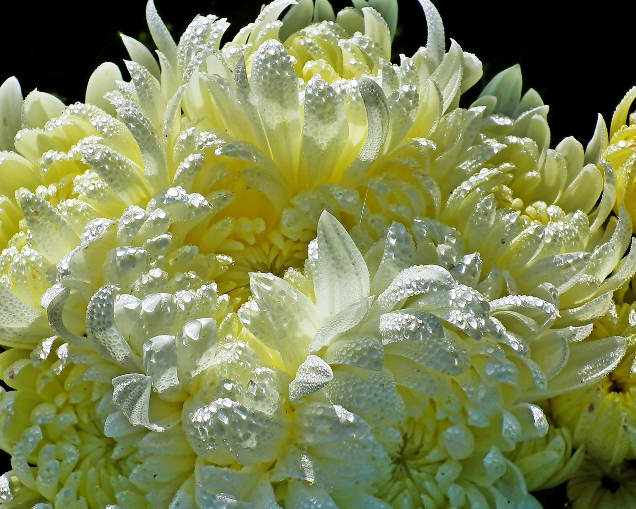 Красивые желтые хризантемы в каплях воды 