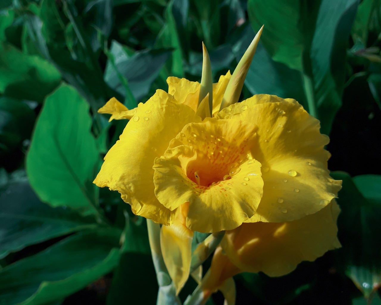 Красивый желтый цветок гладиолуса в каплях росы 