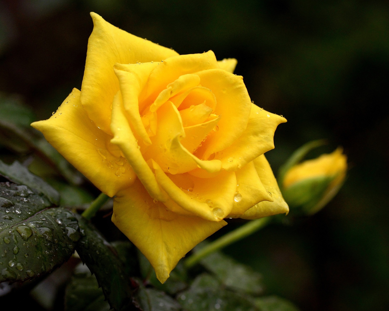 Красивая желтая роза с бутоном в каплях росы крупным планом