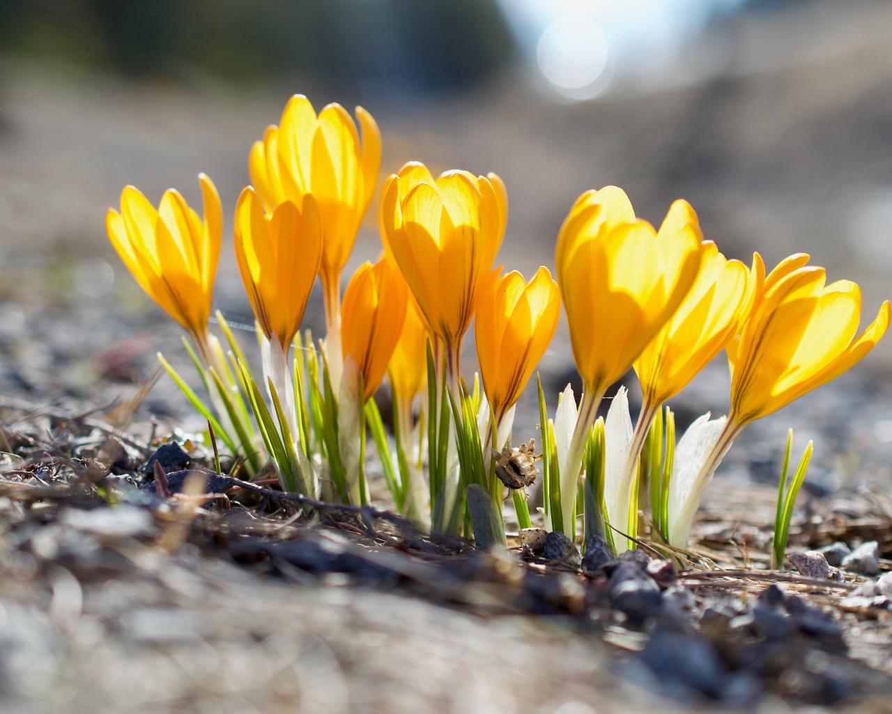 Красивые желтые весенние крокусы в лучах солнца 