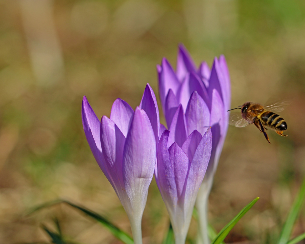 Пчела летит к сиреневым весенним крокусам