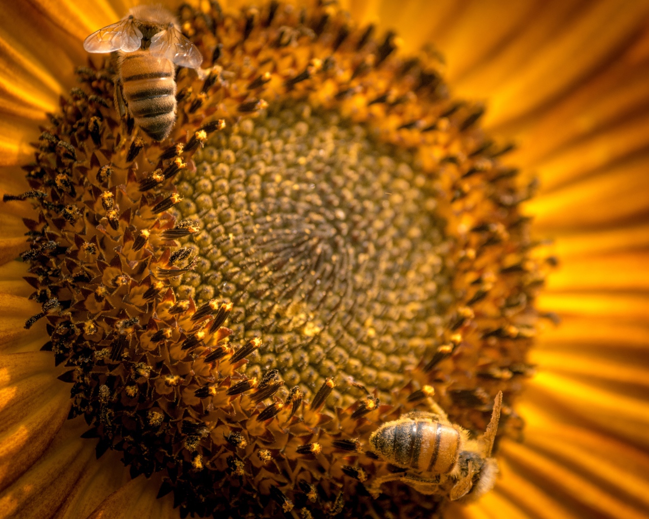 Пчелы собирают нектар с цветка подсолнуха 