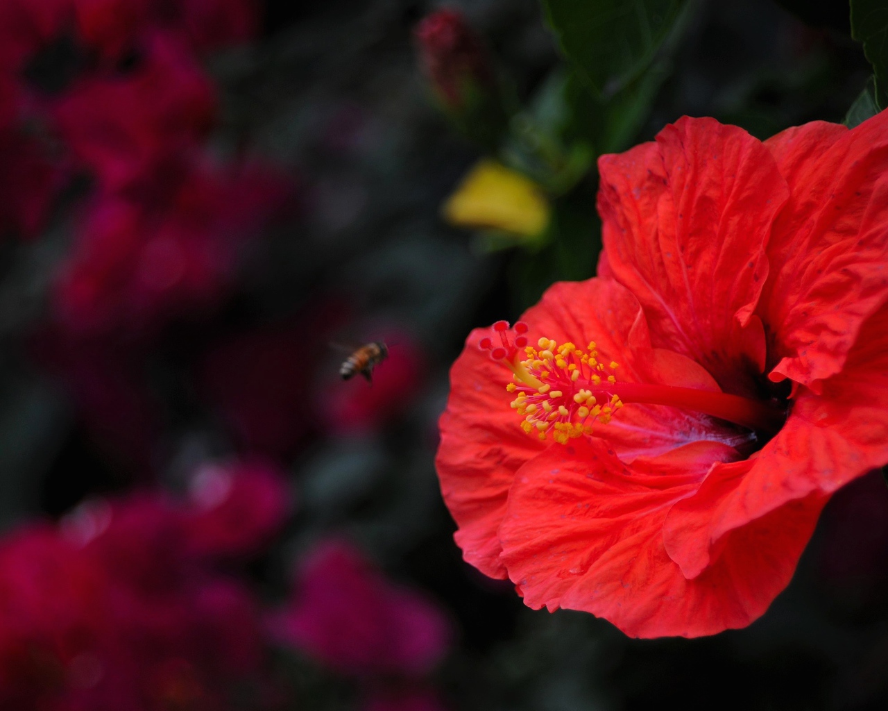 Большой красный цветок гибискуса крупным планом