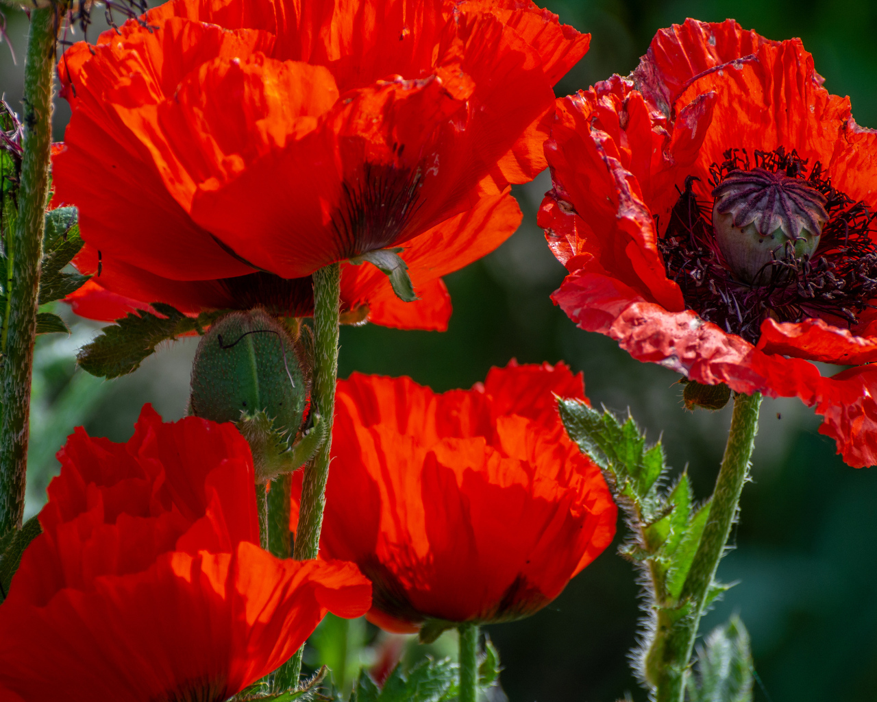 Большие красные маки с бутонами в лучах солнца
