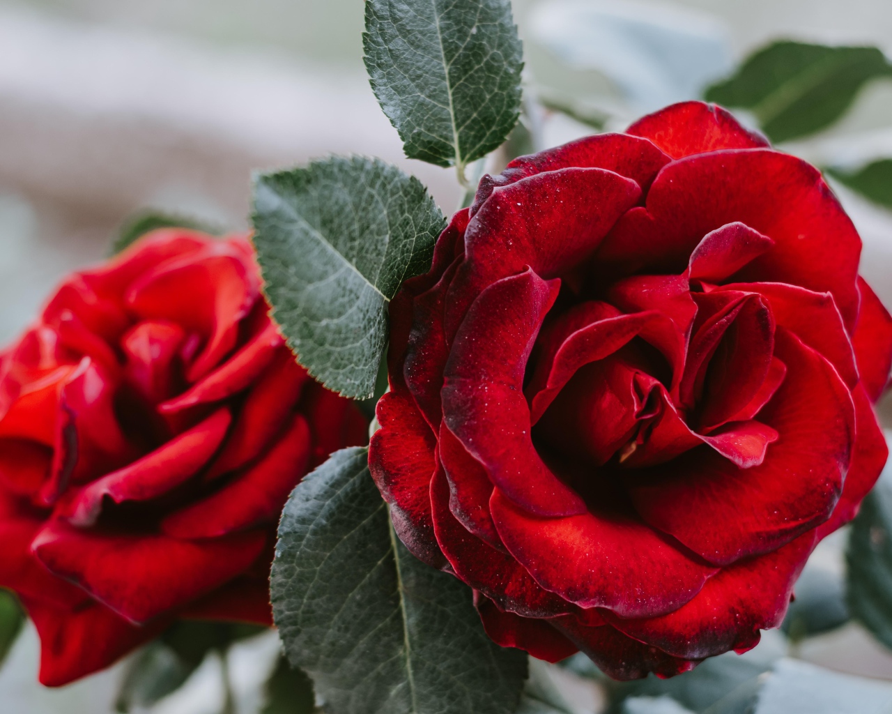 Большая алая роза с зелеными лепестками крупным планом