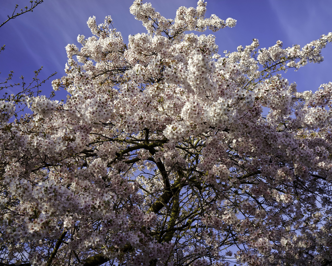 Большое дерево в розовыми цветами на фоне голубого неба 