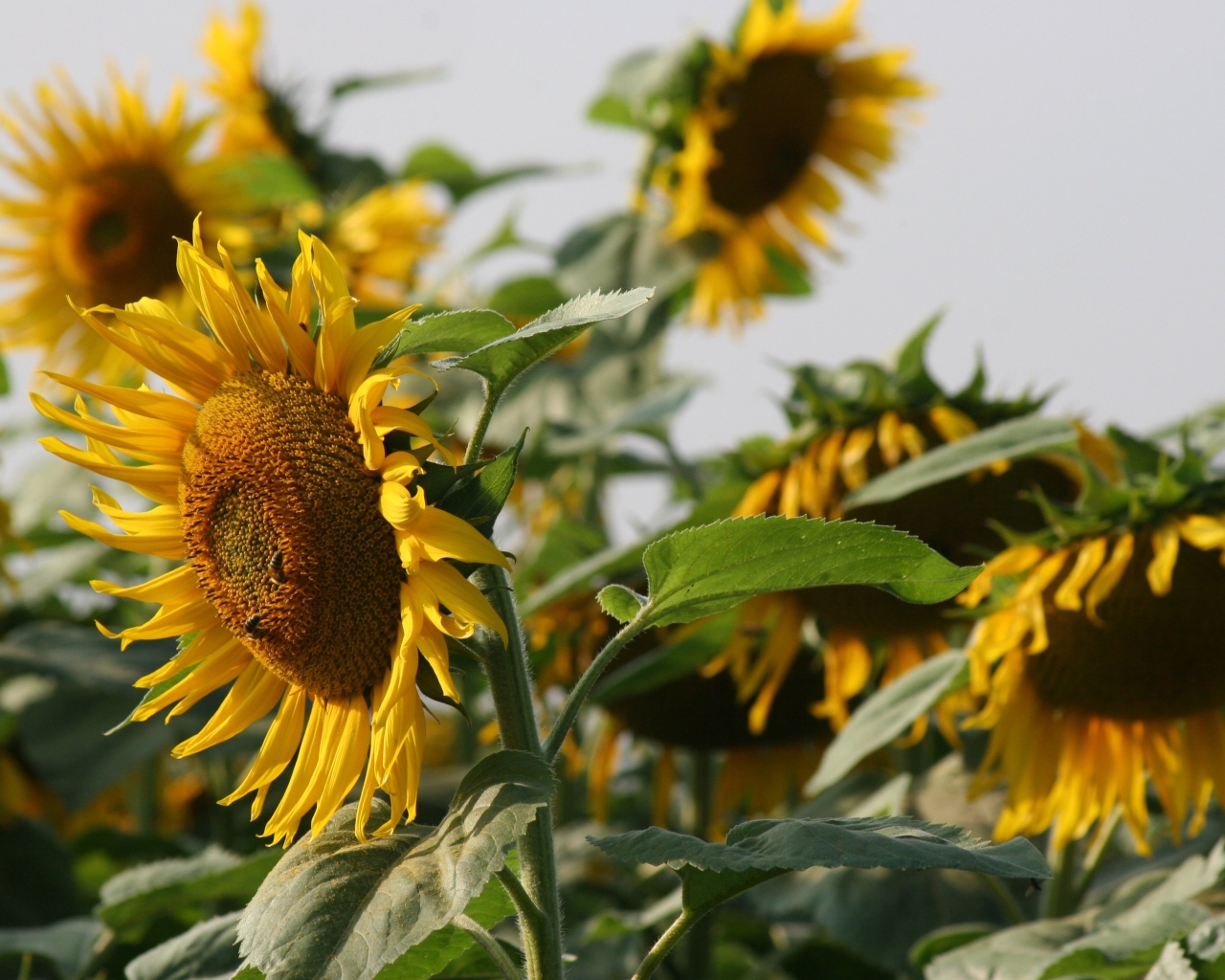 Большой желтый подсолнух с пчелами на поле 
