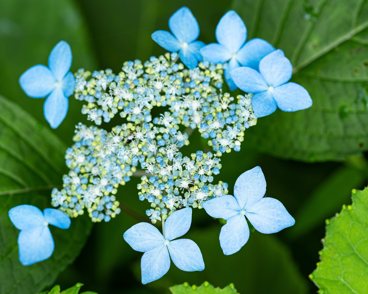 Распускающиеся цветы голубой гортензии в зеленых листьях 