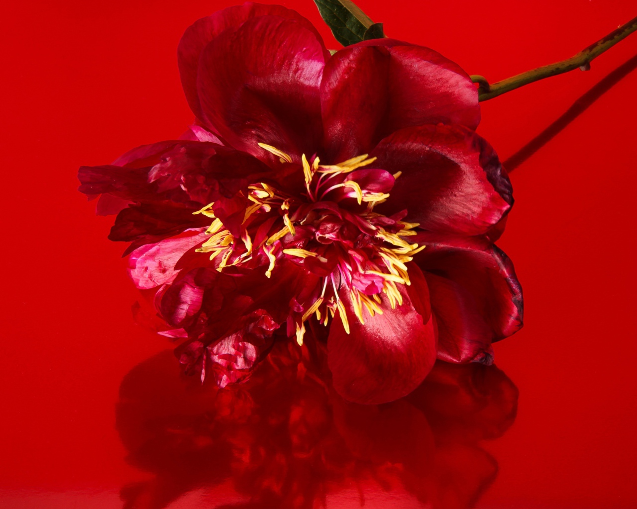 Цветок распустившегося пиона на красном фоне