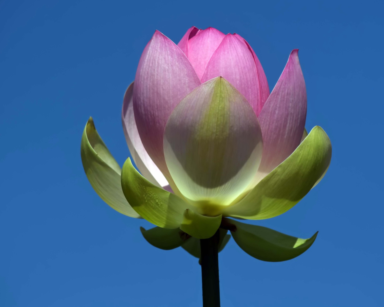 Распускающийся розовый цветок лотоса на фоне голубого неба 
