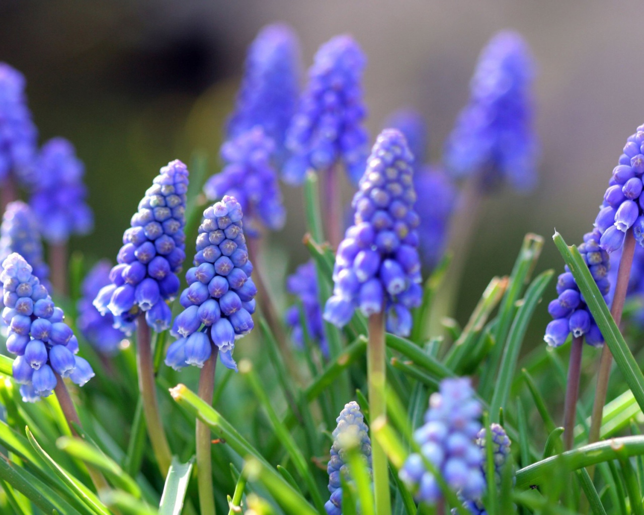 Синие цветы мускари в лучах солнца 