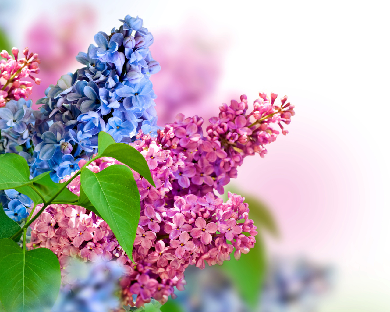 Синие и розовые цветы сирени на белом фоне