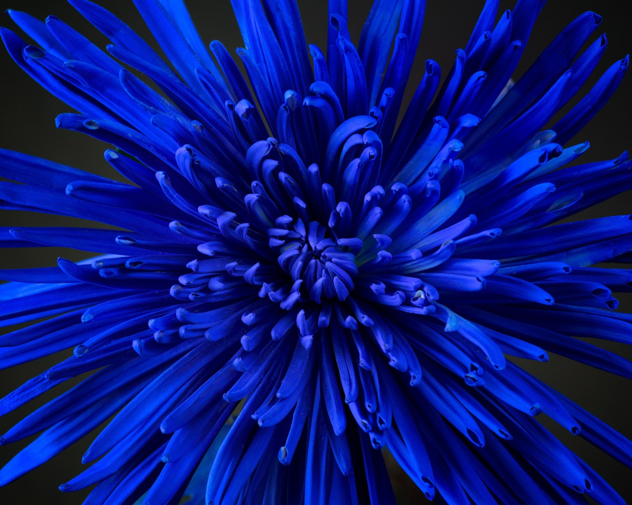 Синий цветок астры крупным планом