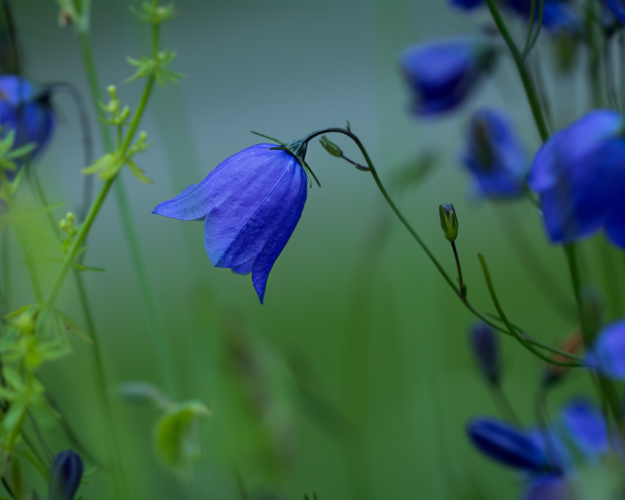 Синие цветы колокольчика крупным планом