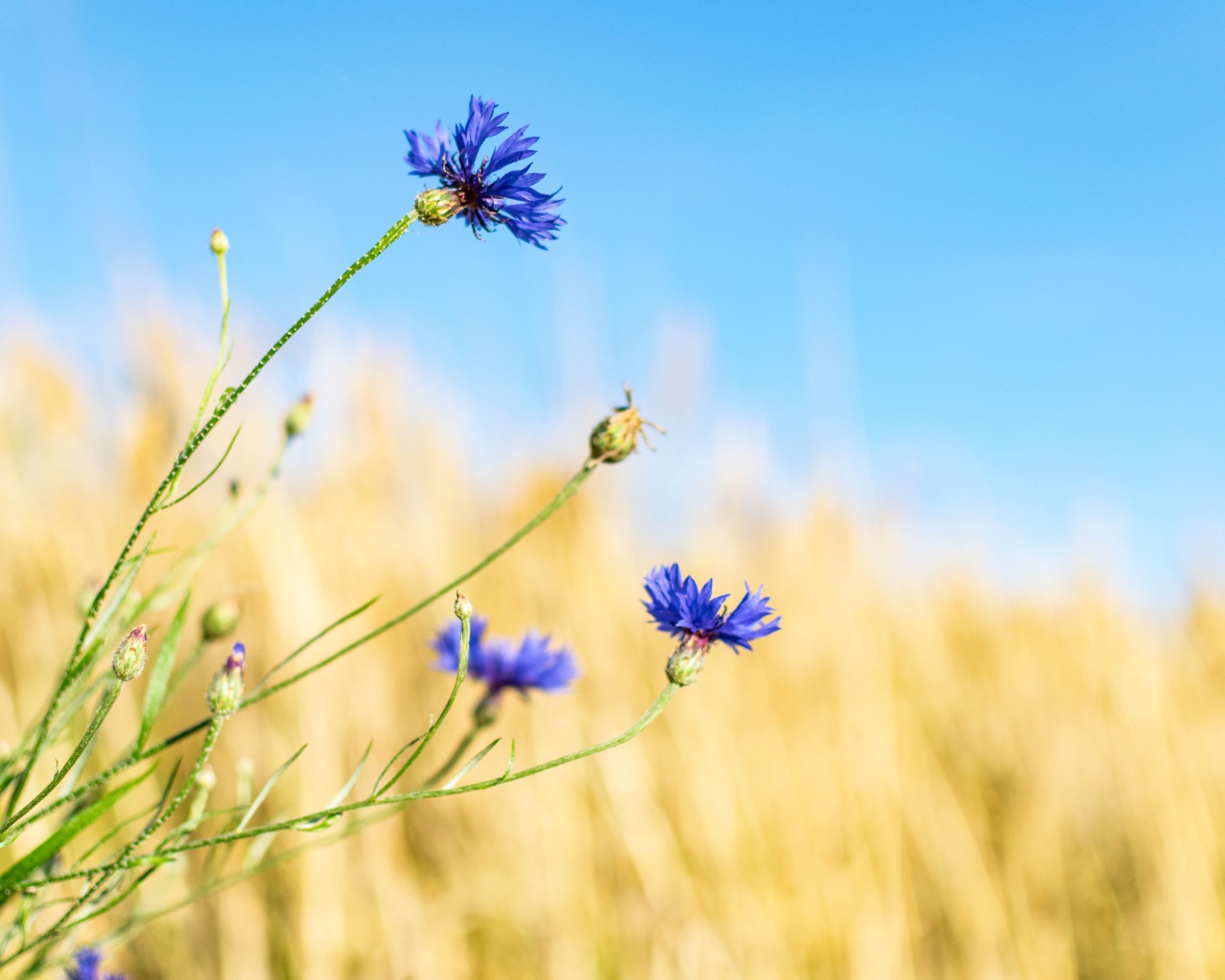 Синие васильки с бутонами на поле 