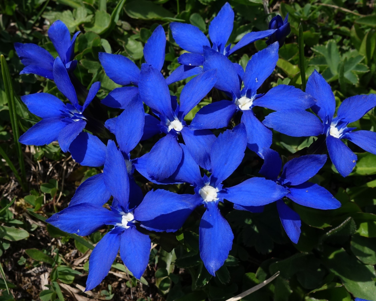 Синие цветы в лучах солнца на клумбе 