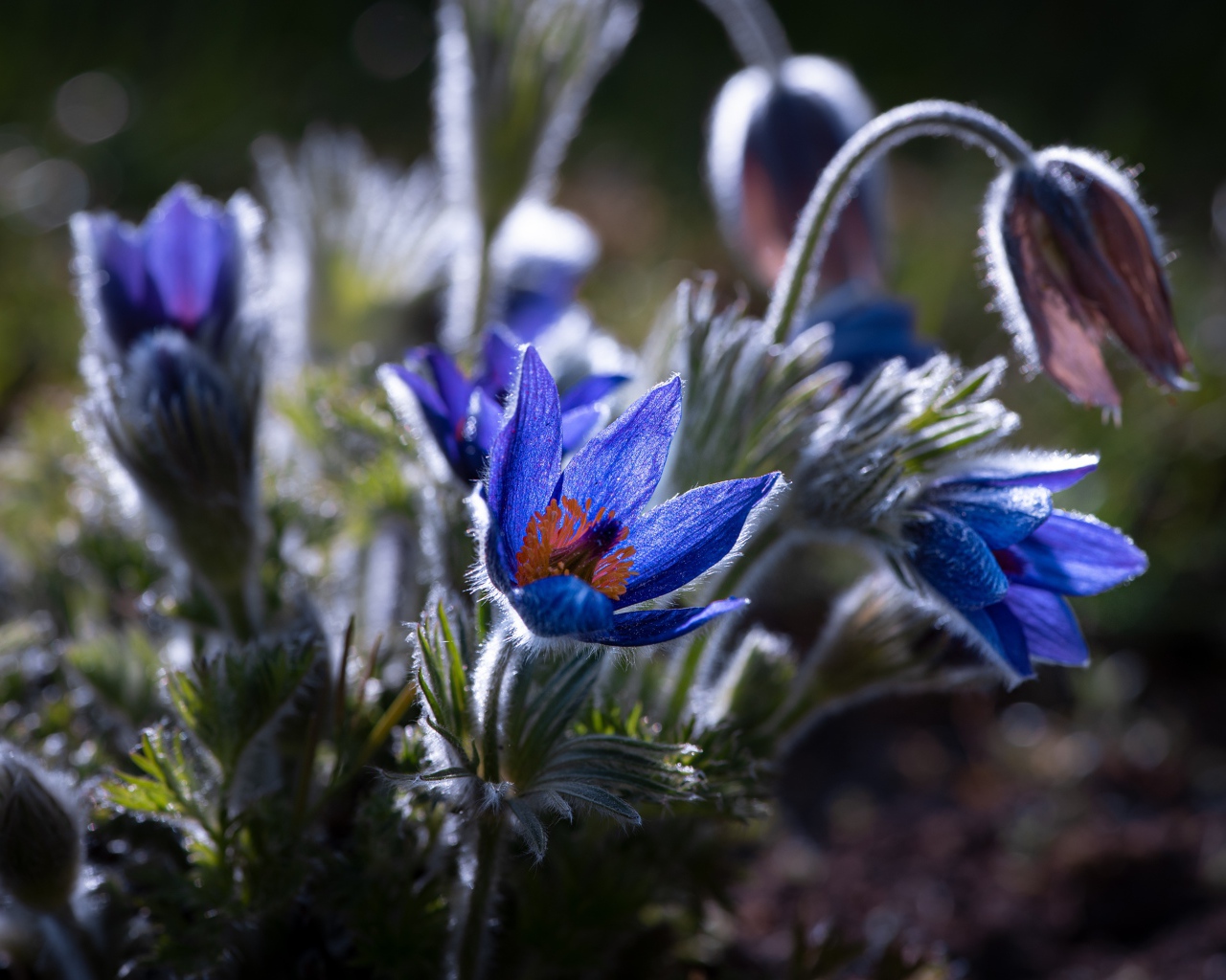 Синие цветы прострел с бутонами в лучах солнца