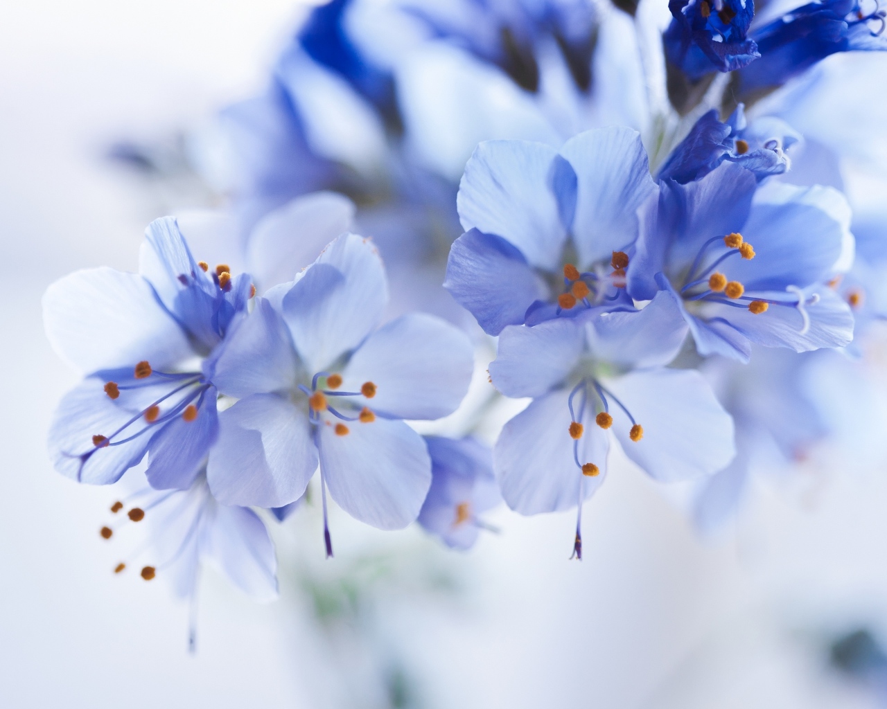 Синие цветы на ветке крупным планом