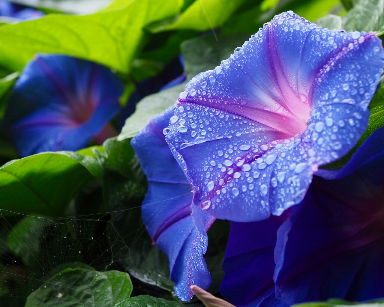 Синие цветы калачики с каплями росы на лепестках