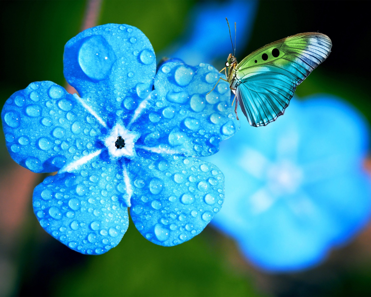 Голубой цветок незабудки в каплях росы с бабочкой 