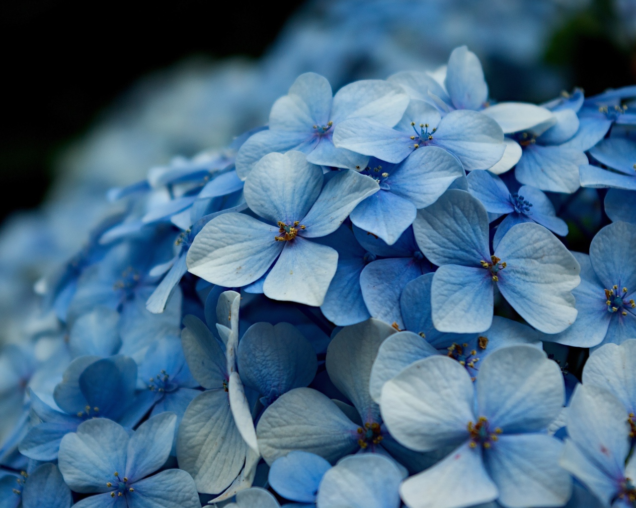 Голубые цветы гортензии крупным планом