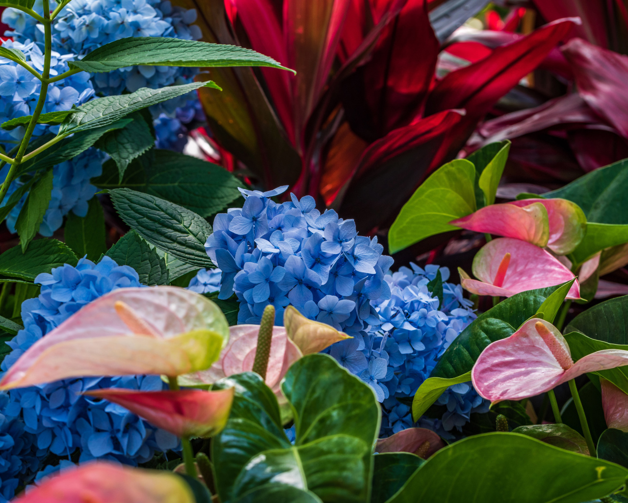 Голубые цветы гортензии с цветами антуриум на клумбе 