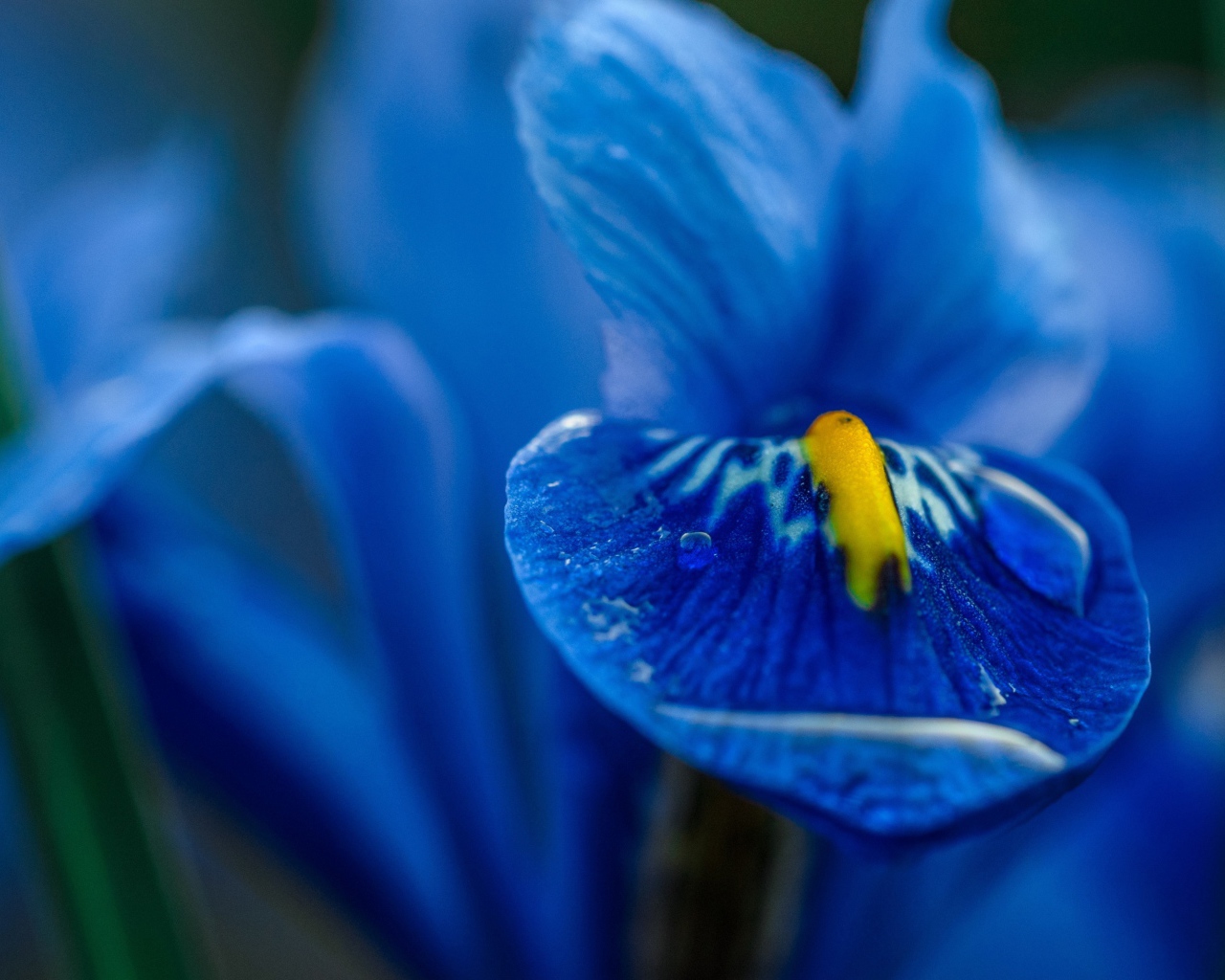 Синий цветок ириса крупным планом
