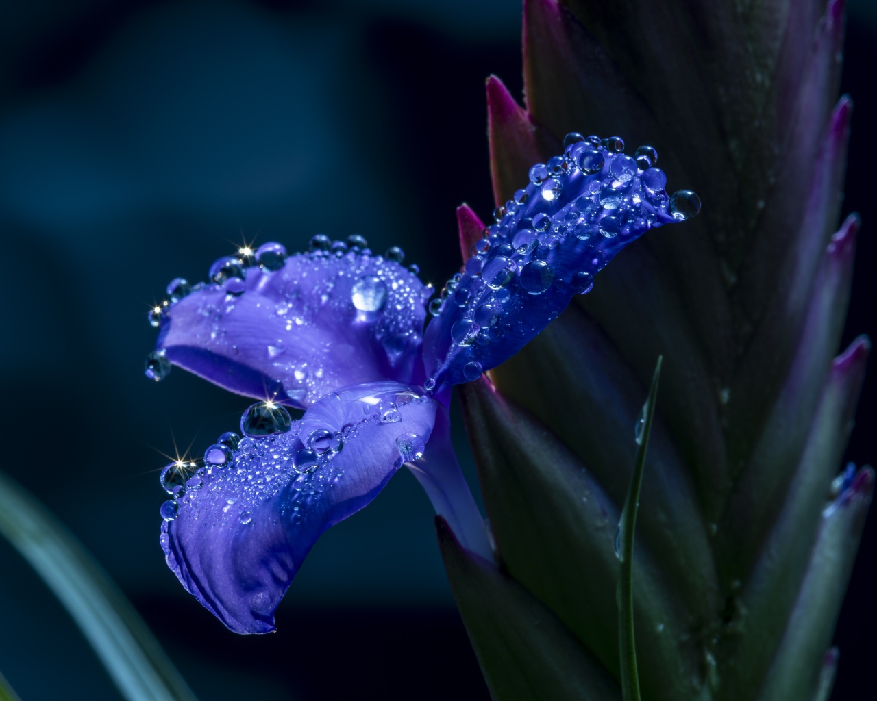 Синий цветок ириса в каплях росы 