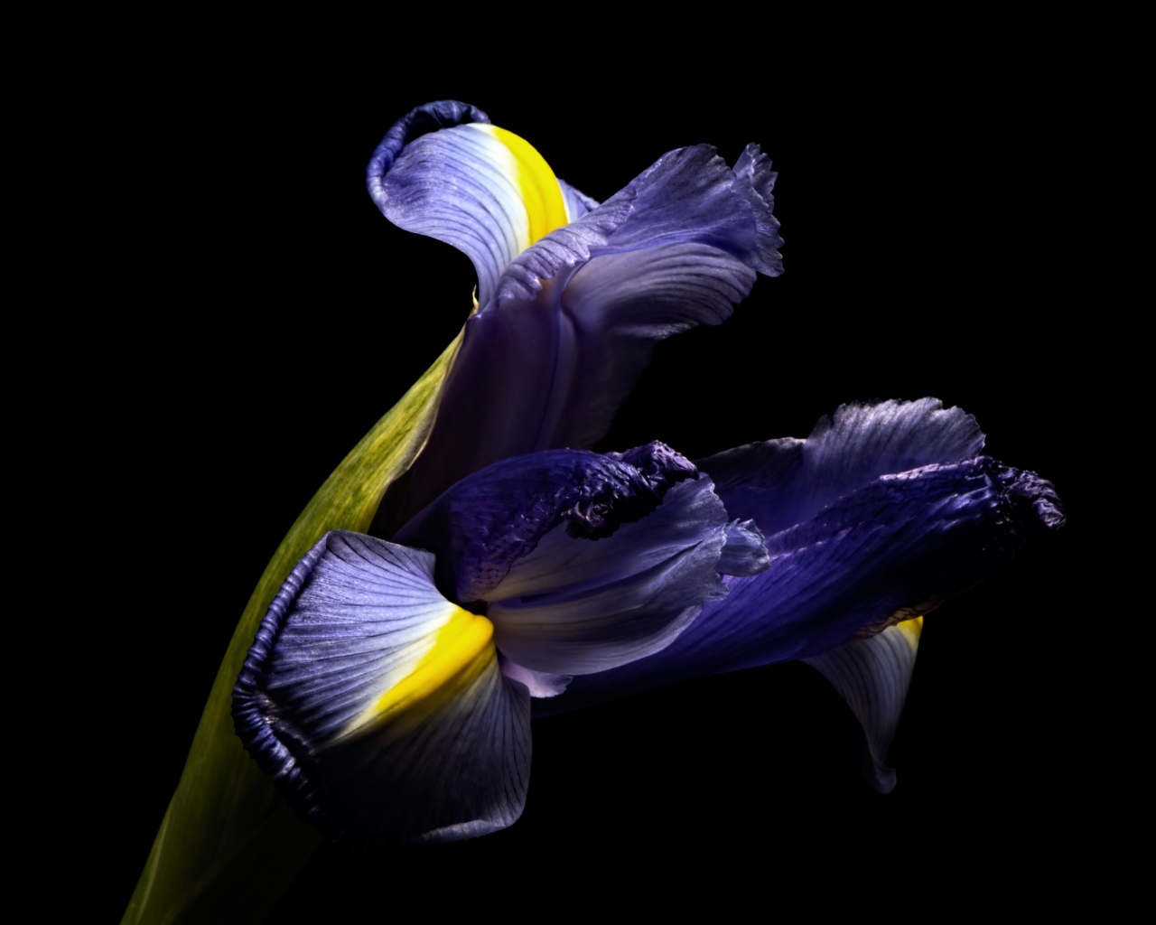 Синий цветок ириса на черном фоне 