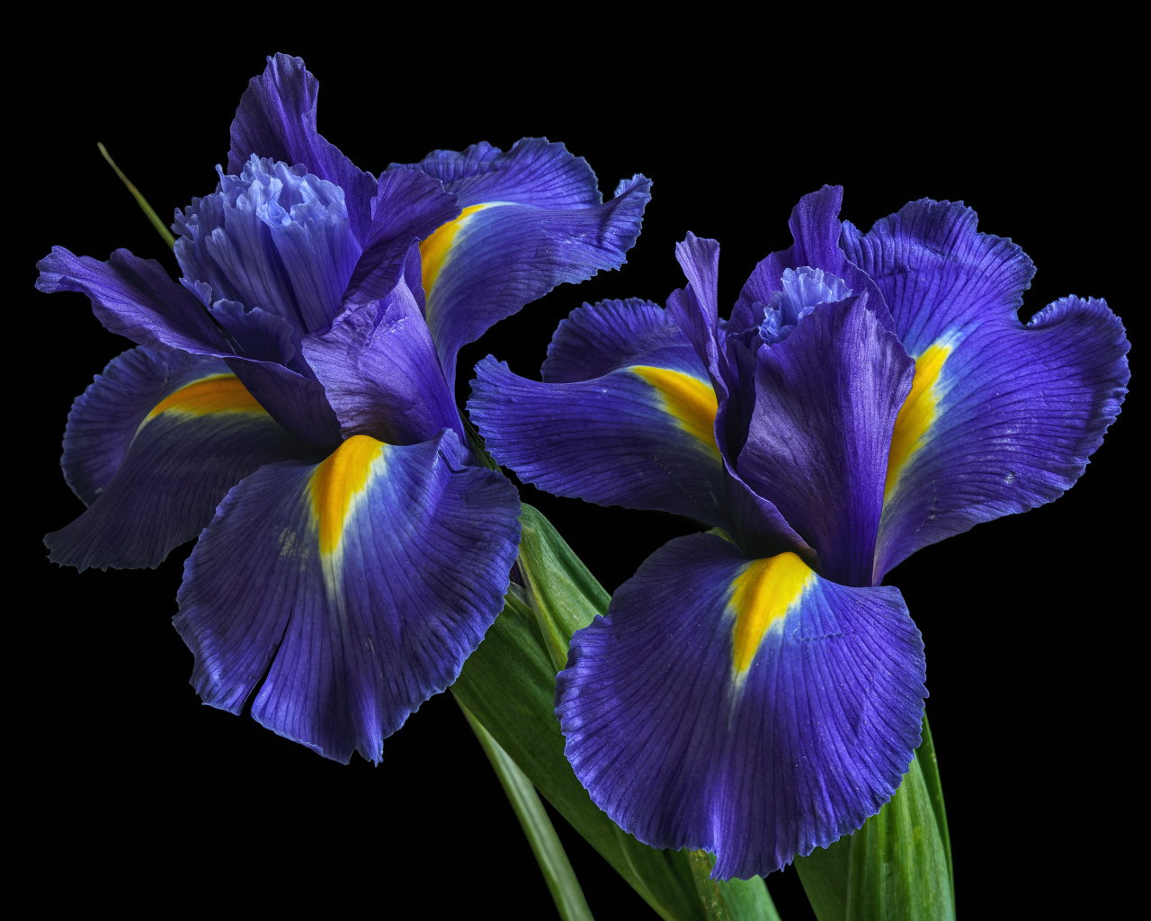 Синие цветы ириса на черном фоне