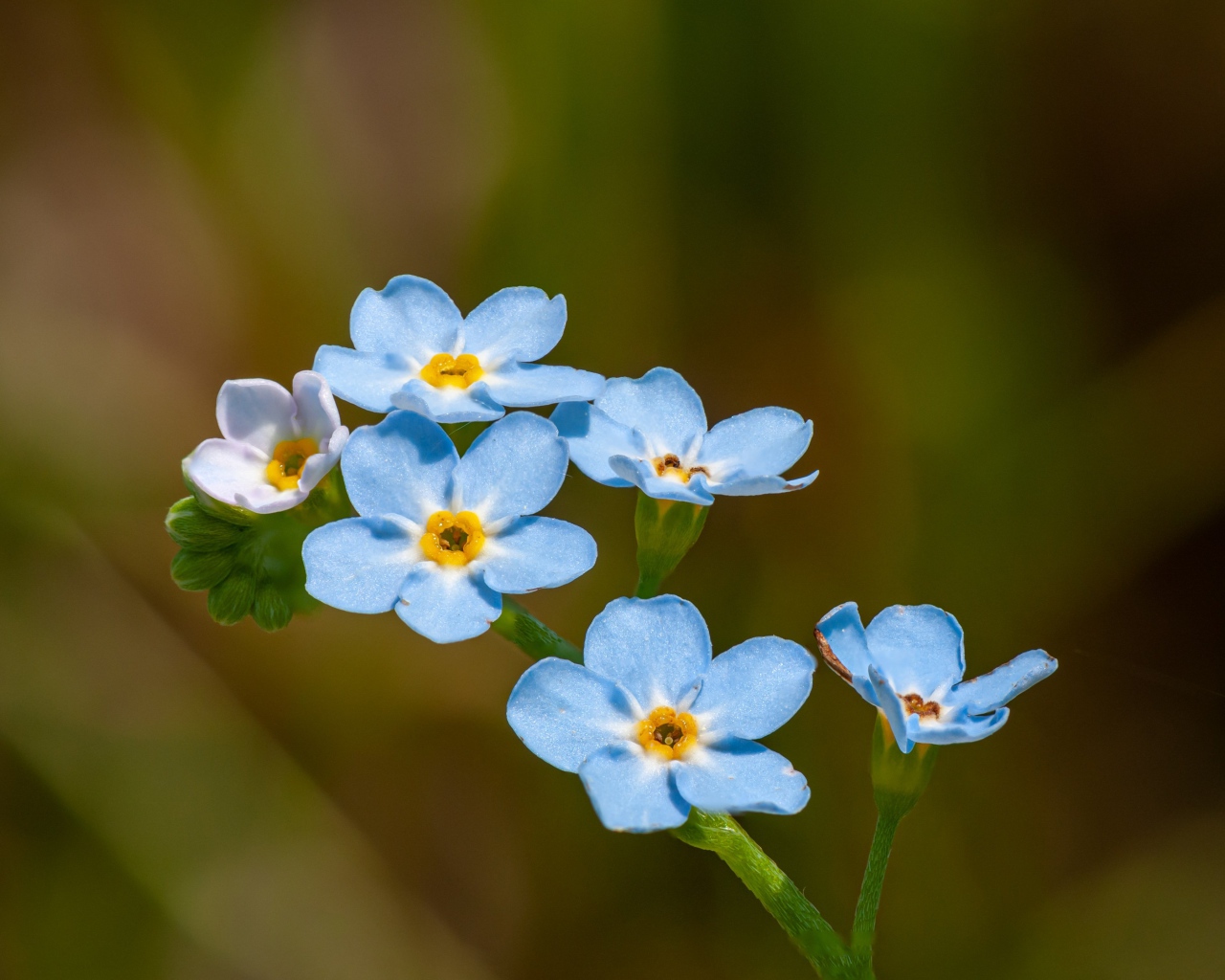 Голубые маленькие цветы незабудки в лучах солнца