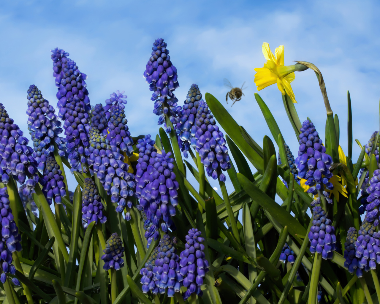 Синие цветы мускари на фоне голубого неба