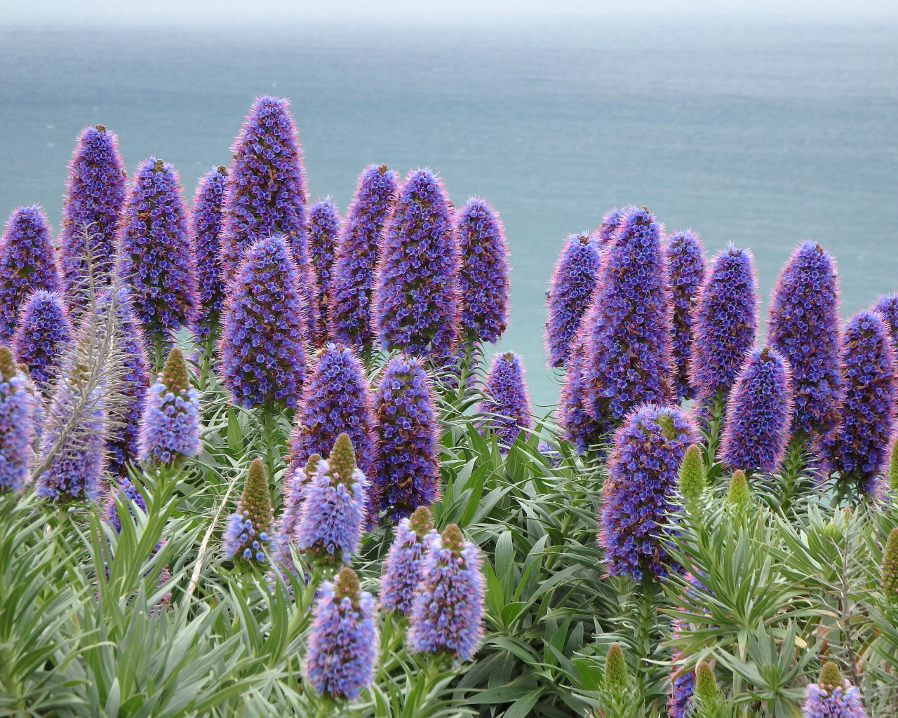 Синие полевые цветы синяк