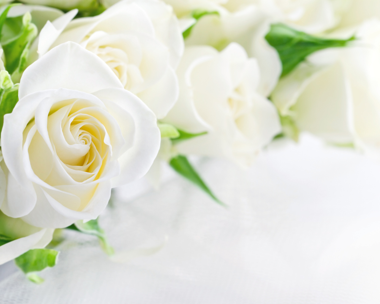 Букет красивых нежных белых роз на белом фоне