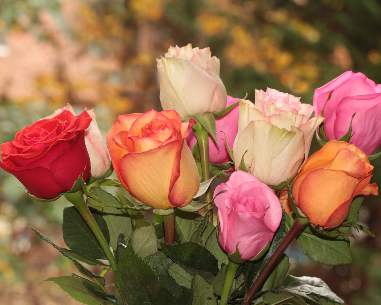 Букет красивых разноцветных роз крупным планом