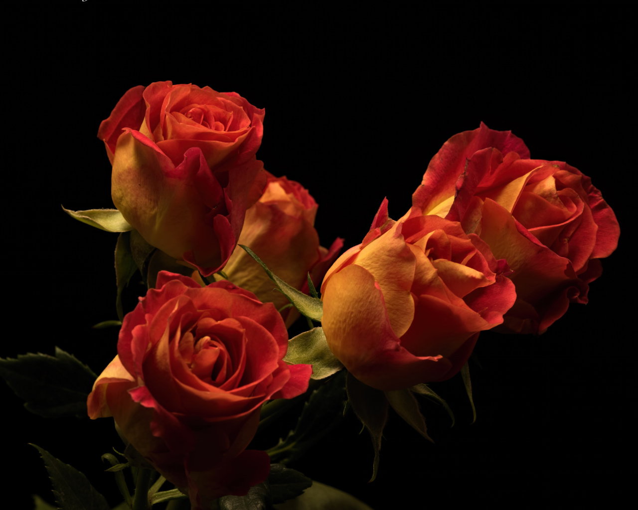 Букет красивых оранжевых роз на черном фоне