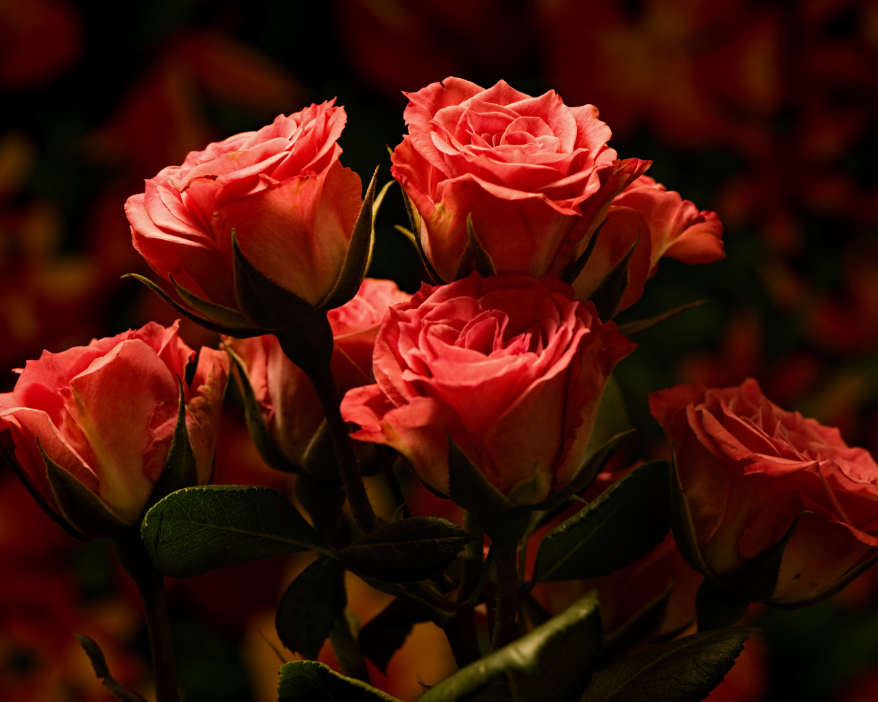 Букет красивых розовых роз  крупным планом