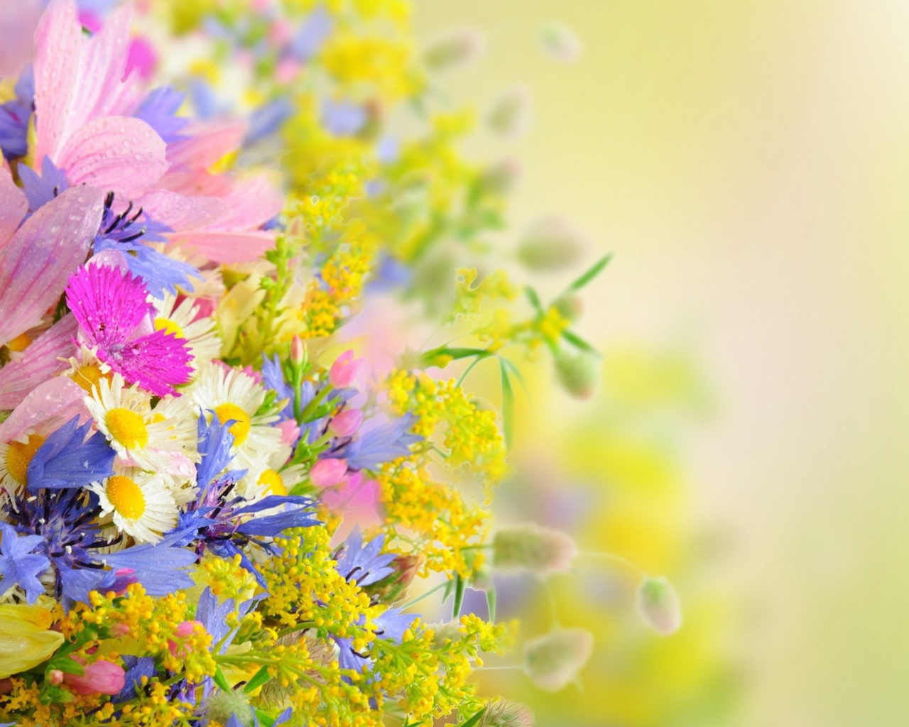 Букет разноцветных ярких летних цветов на размытом фоне