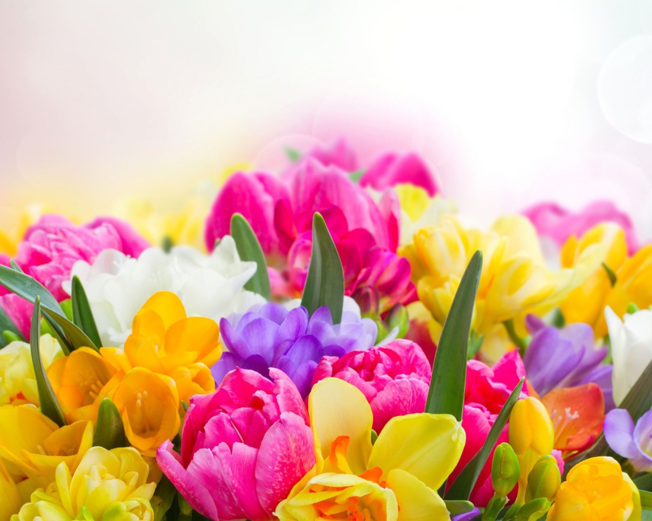 Букет разноцветных цветов  крупным планом