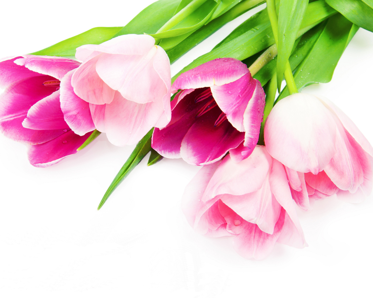 Букет нежных красивых розовых тюльпанов на белом фоне