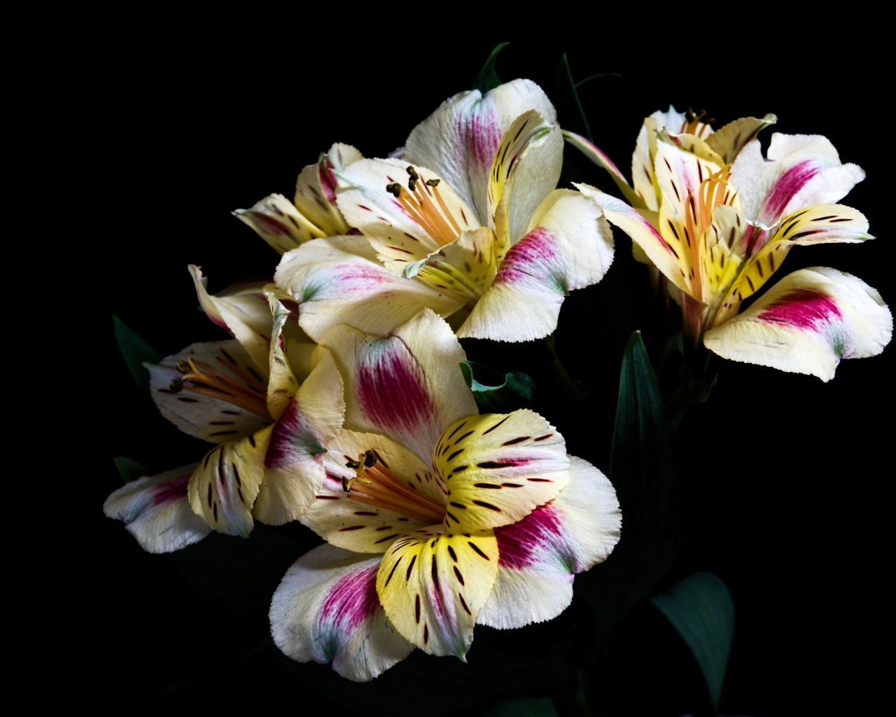 Букет цветов Альстрёмерия на черном фоне