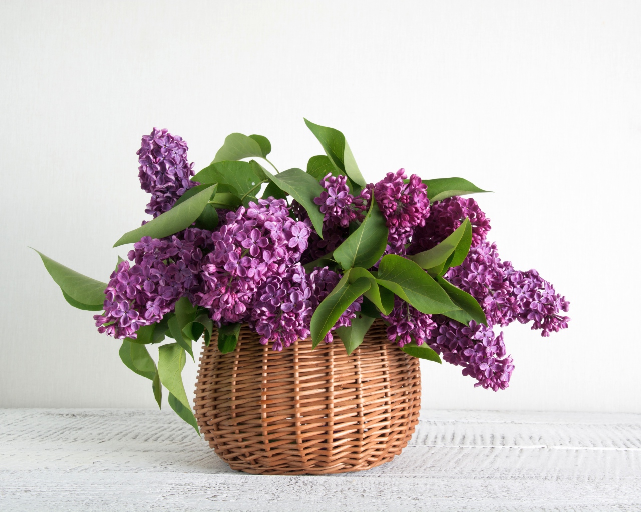 Букет свежей сирени в корзине на фоне белой стены