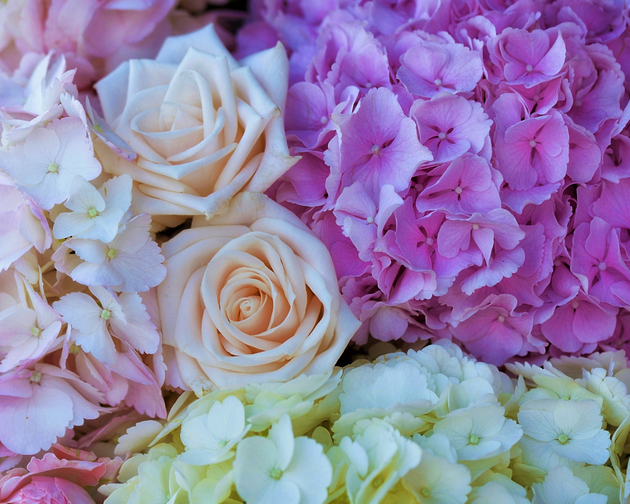 Букет из цветов гортензии и розы крупным планом