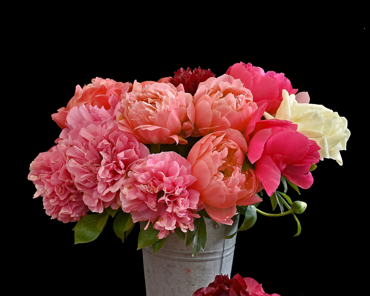 Букет разноцветных пионов в ведре на черном фоне