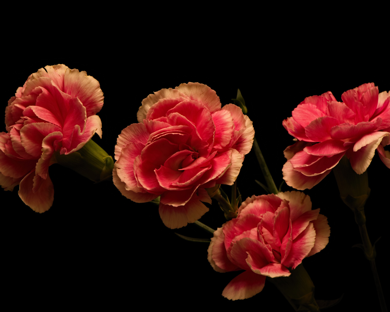 Букет розовых гвоздик на черном фоне