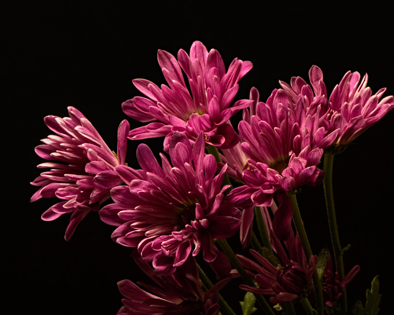 Букет розовых хризантем на черном фоне крупным планом