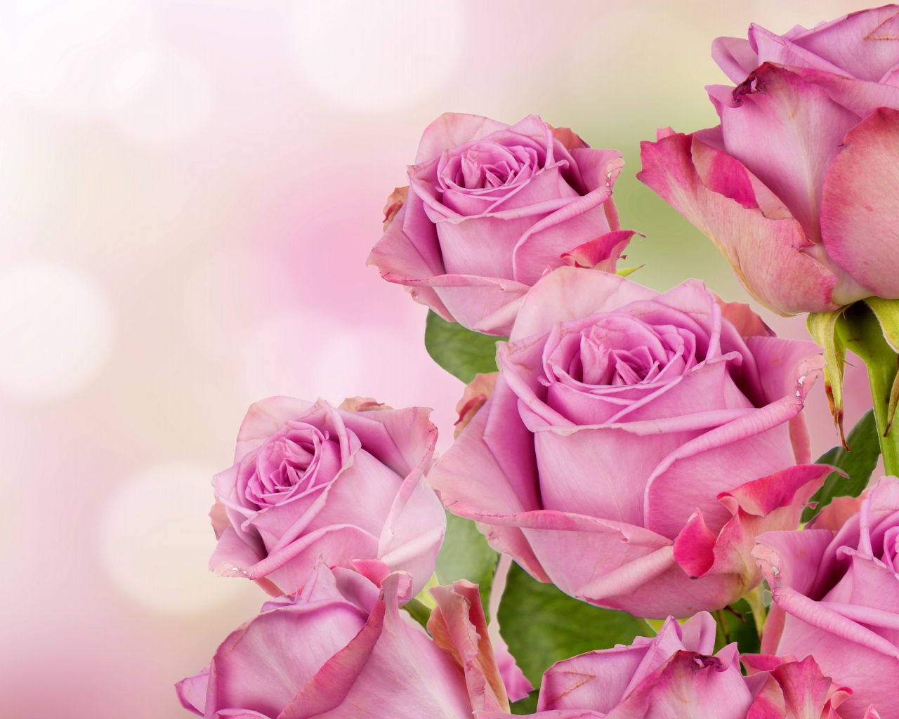 Букет розовых роз на размытом фоне